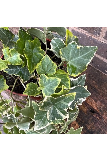 Плющ Голден Чайлд в підвісному контейнері